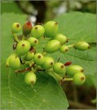 Viburnum opulus. Соплодие с невызревшими плодами. Чувашия, окр. г. Шумерля, вырубка возле урочища Чёрный лес. 18 июня 2010 г.