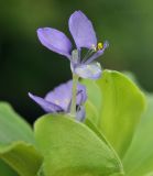 genus Commelina. Цветок. Таиланд, Бангкок, Донмыанг, жилой квартал, заросший газон. 11.09.2023.