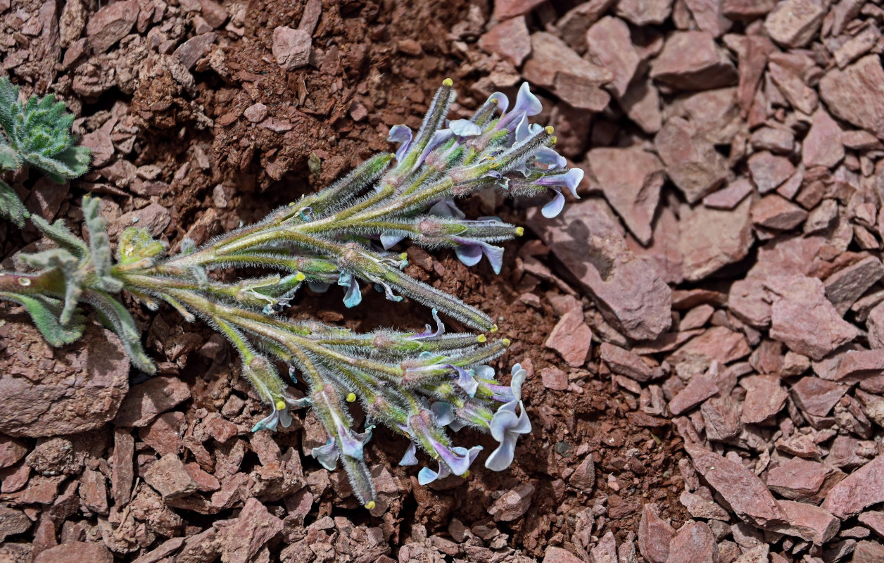 Изображение особи Oreoblastus flabellatus.