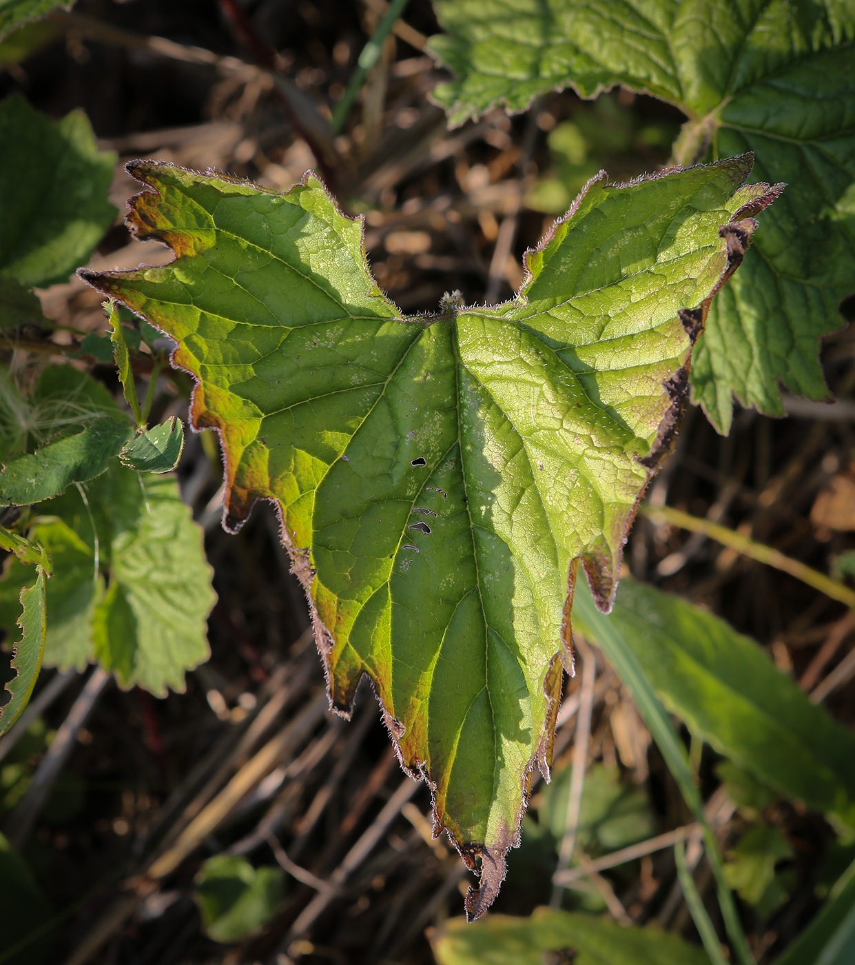 Image of Campanula trachelium specimen.