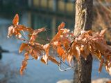 Quercus acutissima. Ветвь покоящегося дерева с неопавшими сухими листьями. Краснодар, парк \"Краснодар\", Японский сад, в культуре. 01.01.2024.