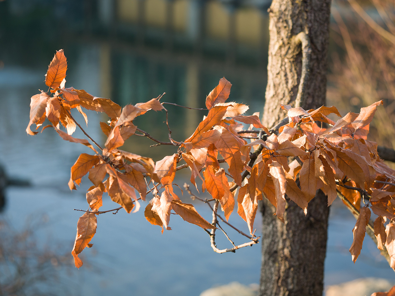 Изображение особи Quercus acutissima.