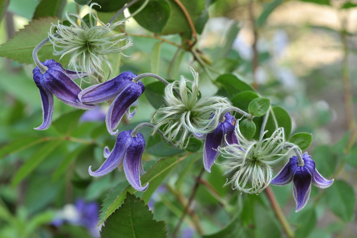 Image of Clematis &times; natalii specimen.