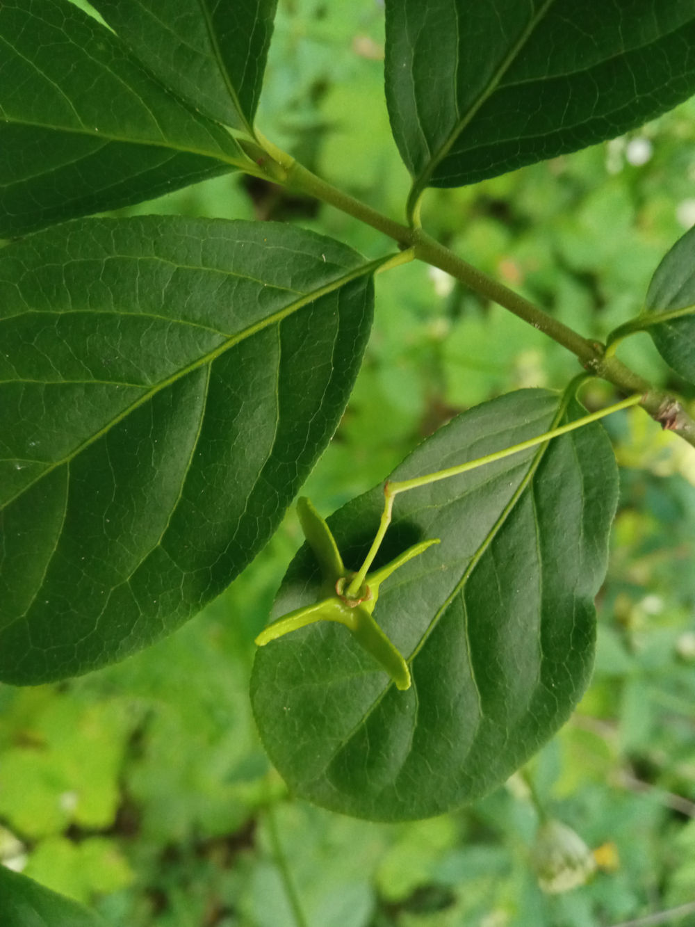 Изображение особи Euonymus leiophloeus.