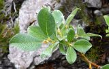 Salix lanata. Верхушка побега. Кольский полуостров, горы Хибины, верховья руч. Маннепахк. Август.