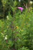 Gladiolus imbricatus. Отцветающее (запоздало) соцветие с последним цветком и завязями (в условиях засушливого лета). Беларусь, Витебская обл., окр. пос. Езерище, сырой лабазниковый луг. 27.07.2023.