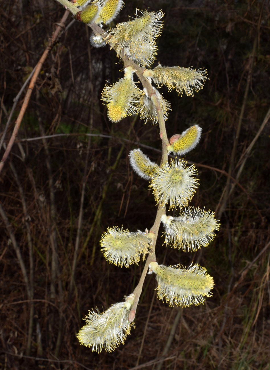 Изображение особи Salix caprea.