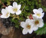 Saxifraga derbekii. Соцветия. Магаданская обл., Ольский р-н, побережье Охотского моря, мыс Нюкля. 24.07.2008.