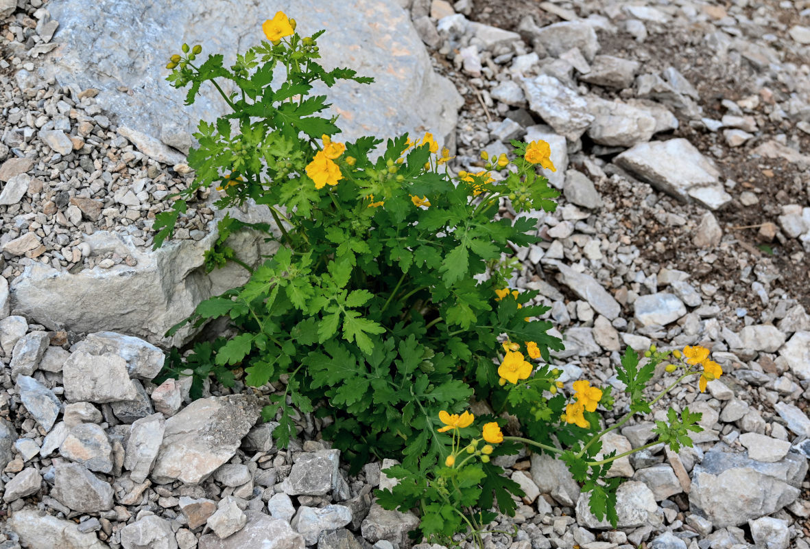 Image of Chelidonium majus specimen.