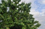 Cerasus avium. Часть кроны плодоносящего дерева. Грузия, Самцхе-Джавахети, г. Ахалцихе, в культуре. 12.06.2023.