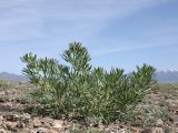 Peganum harmala