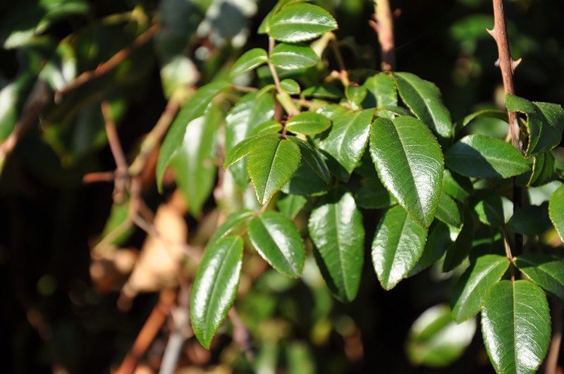 Изображение особи Rosa sempervirens.