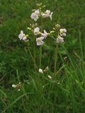 Cardamine pratensis