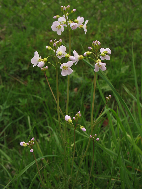 Изображение особи Cardamine pratensis.