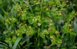 Euphorbia glaberrima. Соплодия. Грузия, г. Тбилиси, луговой склон. 10.06.2023.