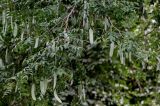 Gleditsia sinensis. Верхушки ветвей с незрелыми плодами. Китай, провинция Шэньси, г. Сиань, в культуре. 10.06.2024.
