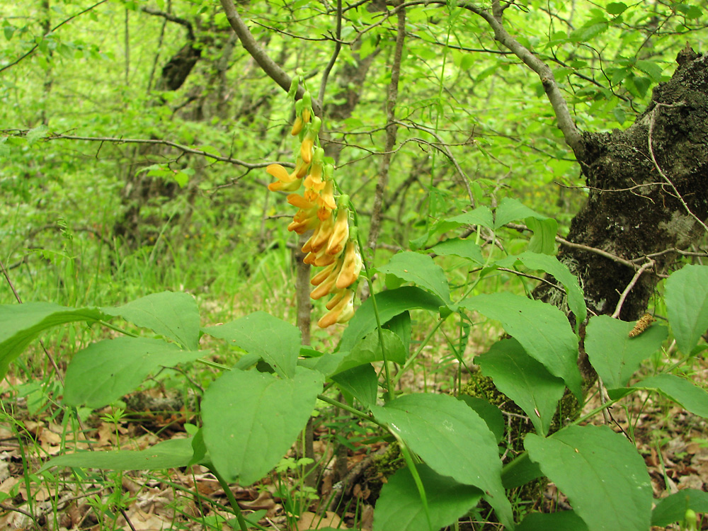 Image of Lathyrus aureus specimen.