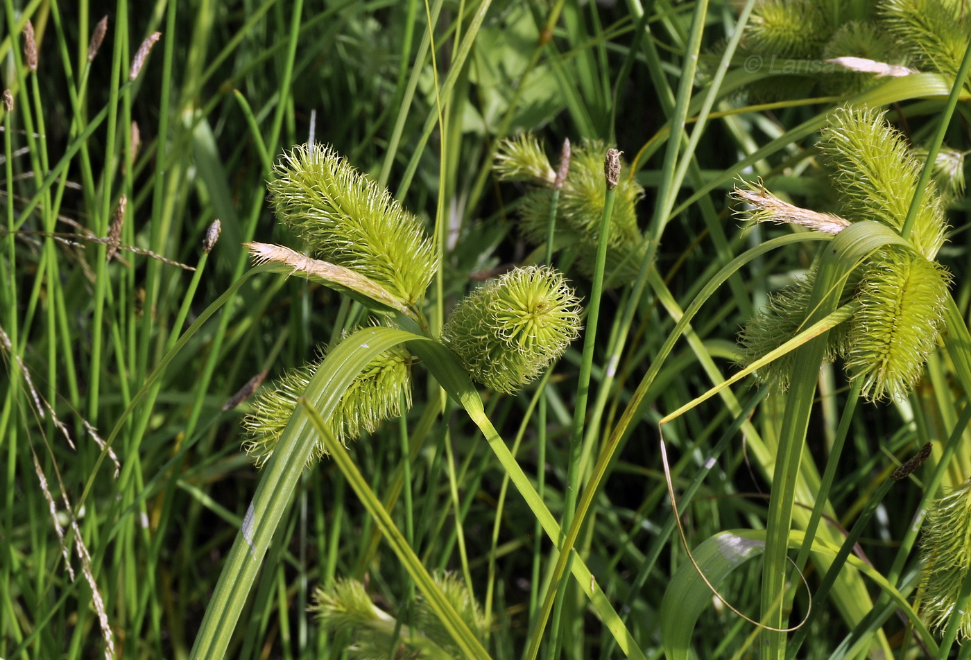 Изображение особи Carex capricornis.