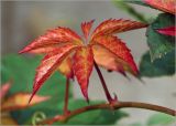 Parthenocissus quinquefolia
