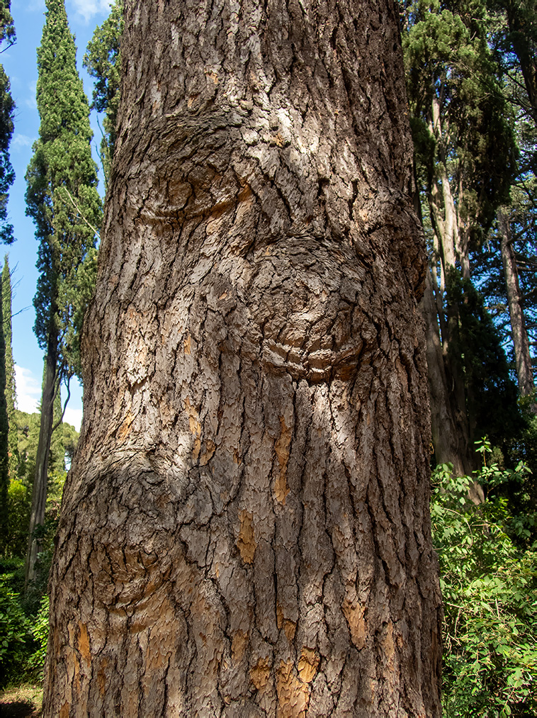 Изображение особи Cedrus libani.