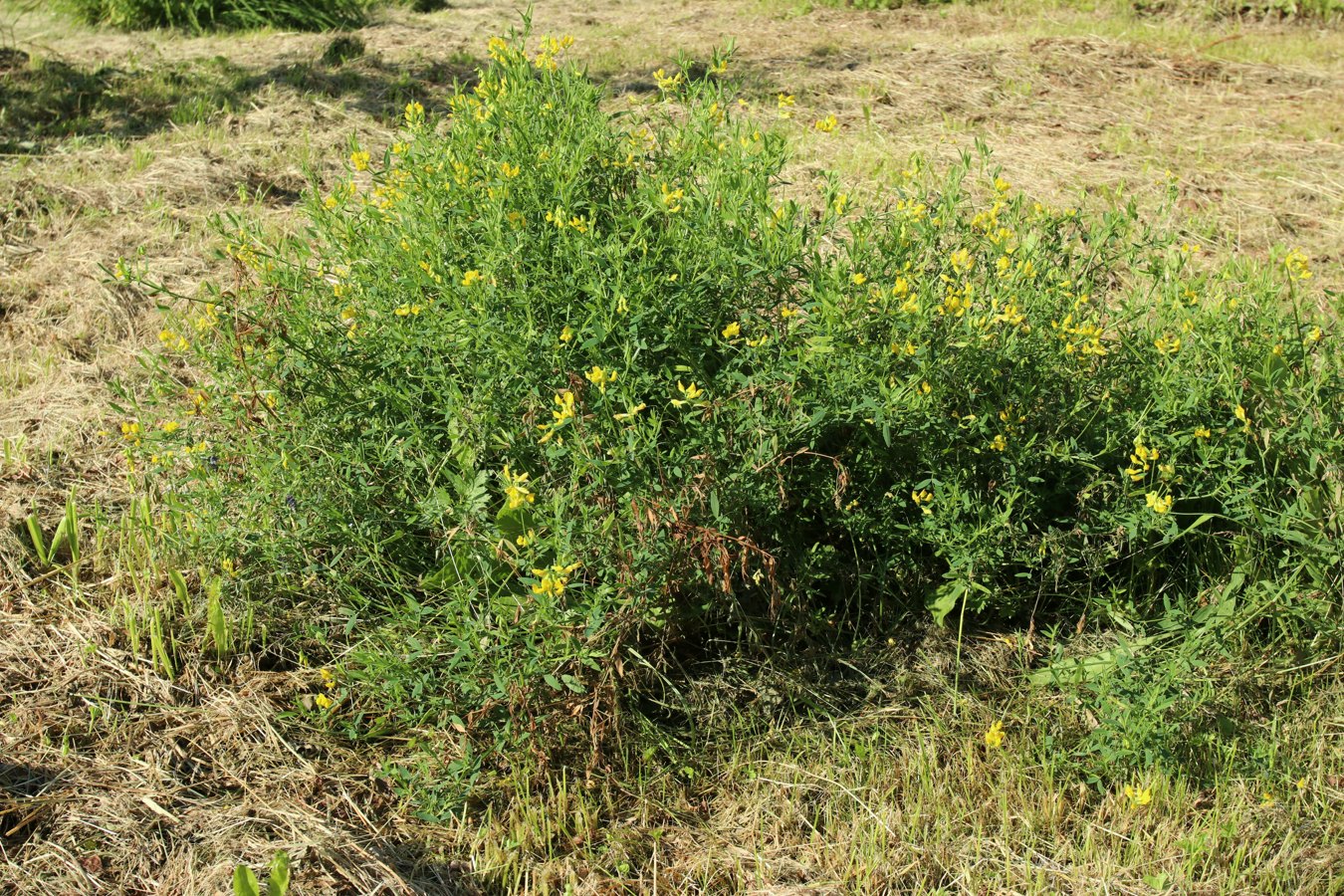 Изображение особи Lathyrus pratensis.