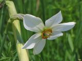 Narcissus angustifolius. Цветок. Украина, Закарпатская обл., Хустский р-н, \"Долина нарциссов\". 4 мая 2008 г.