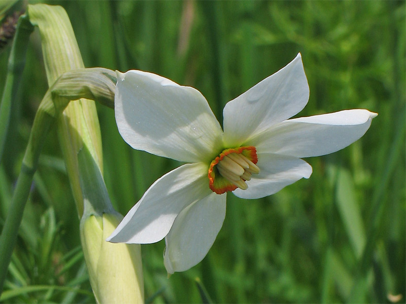 Изображение особи Narcissus angustifolius.