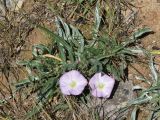 Convolvulus lineatus