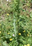Rumex crispus
