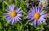 Aster serpentimontanus