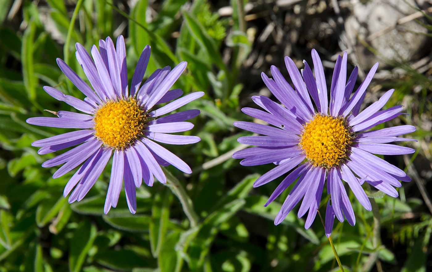 Image of Aster serpentimontanus specimen.