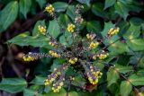 Mahonia bealei