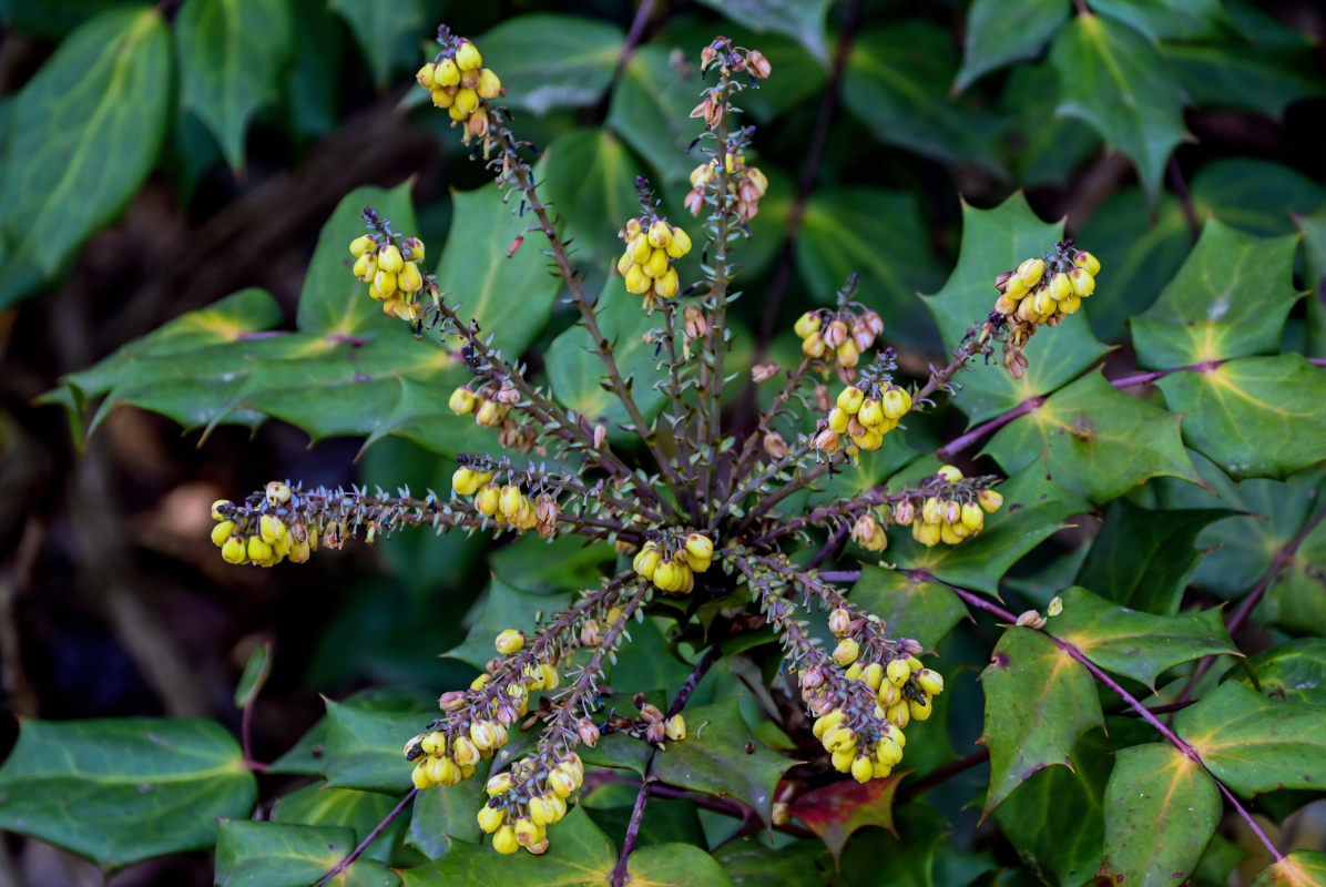 Image of Mahonia bealei specimen.