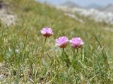Armeria alpina
