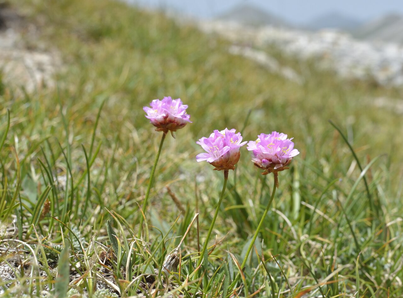 Image of Armeria alpina specimen.