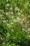 Plantago lanceolata