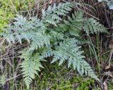 Asplenium adiantum-nigrum