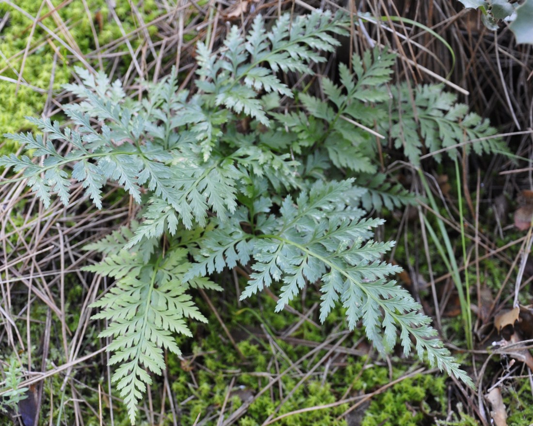 Изображение особи Asplenium adiantum-nigrum.