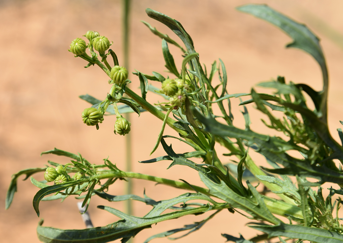 Изображение особи Senecio erucifolius.