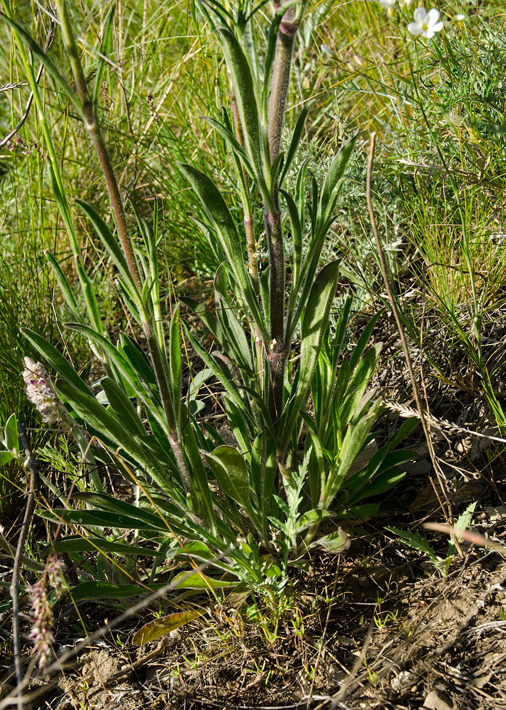 Image of Silene baschkirorum specimen.