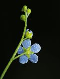 Trigonotis myosotidea