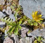 View full-size image genus Taraxacum