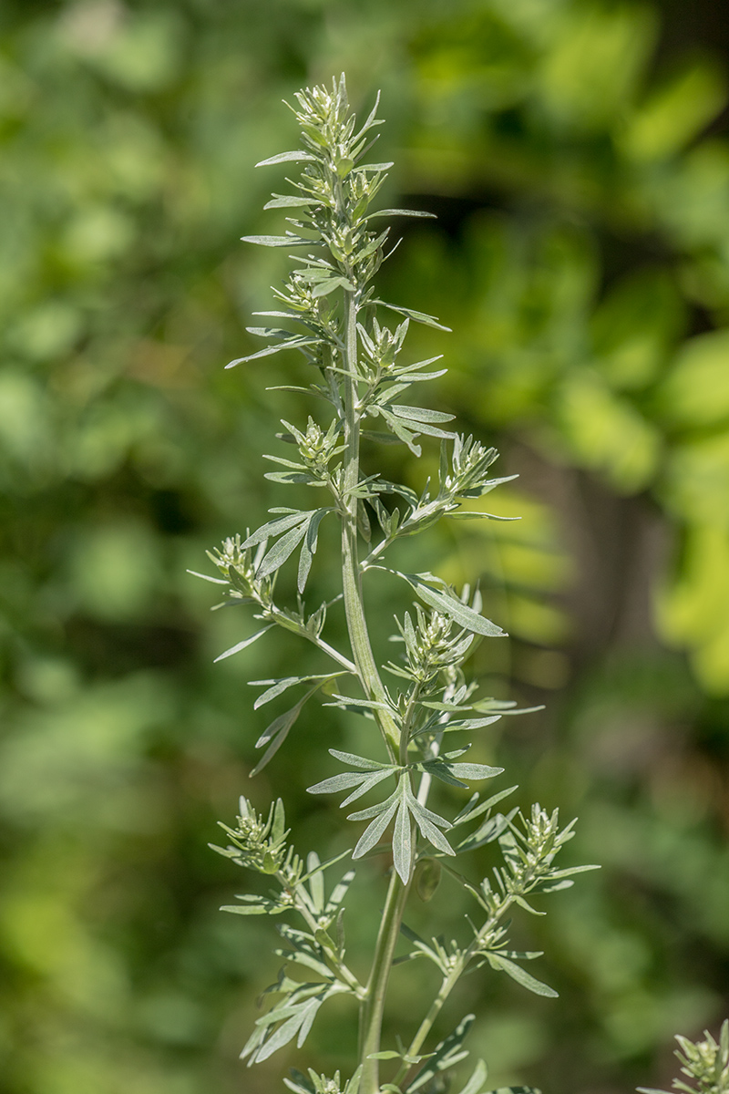 Image of Artemisia absinthium specimen.