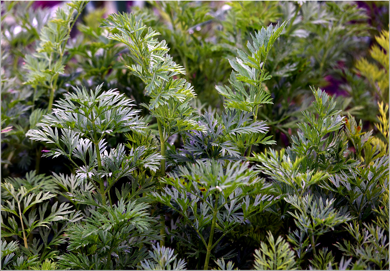 Image of Daucus sativus specimen.