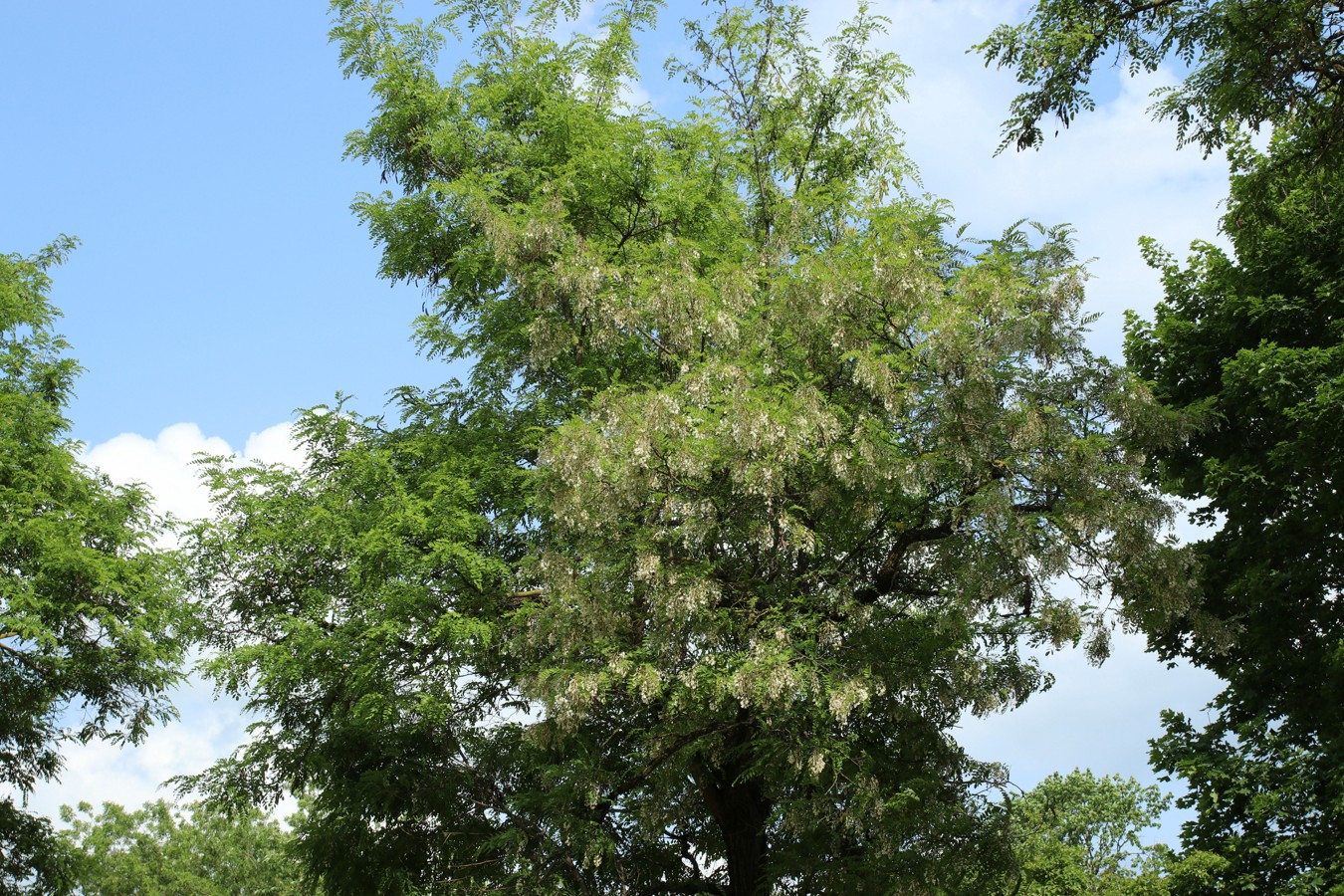 Изображение особи Robinia pseudoacacia.