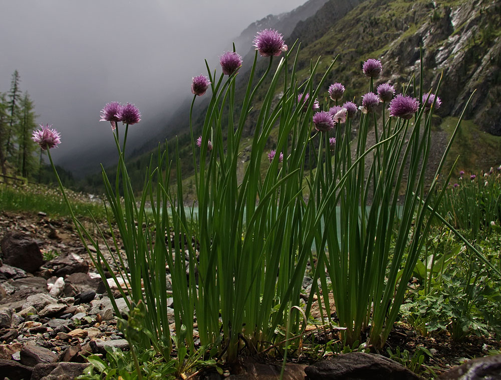 Image of Allium schoenoprasum specimen.