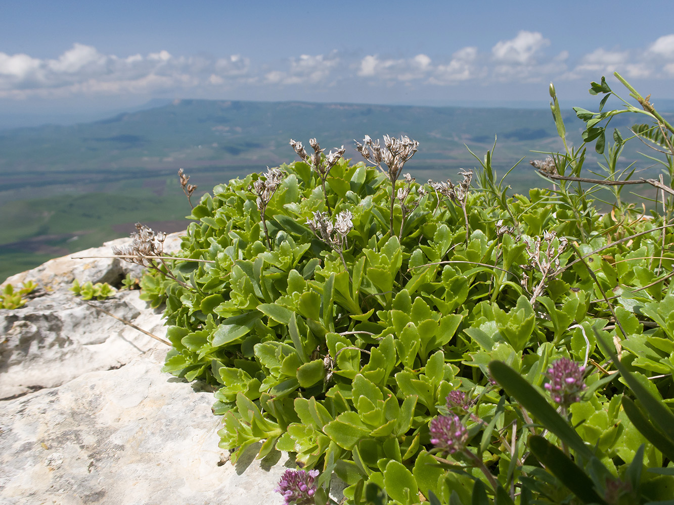 Изображение особи Sedum oppositifolium.