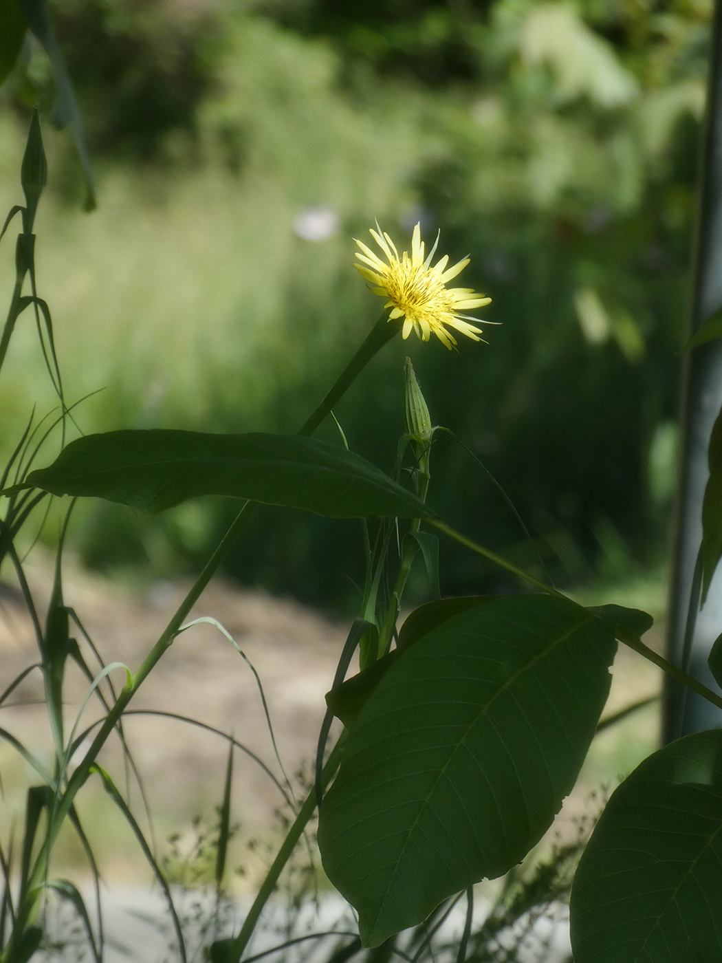 Image of Tragopogon dubius ssp. major specimen.