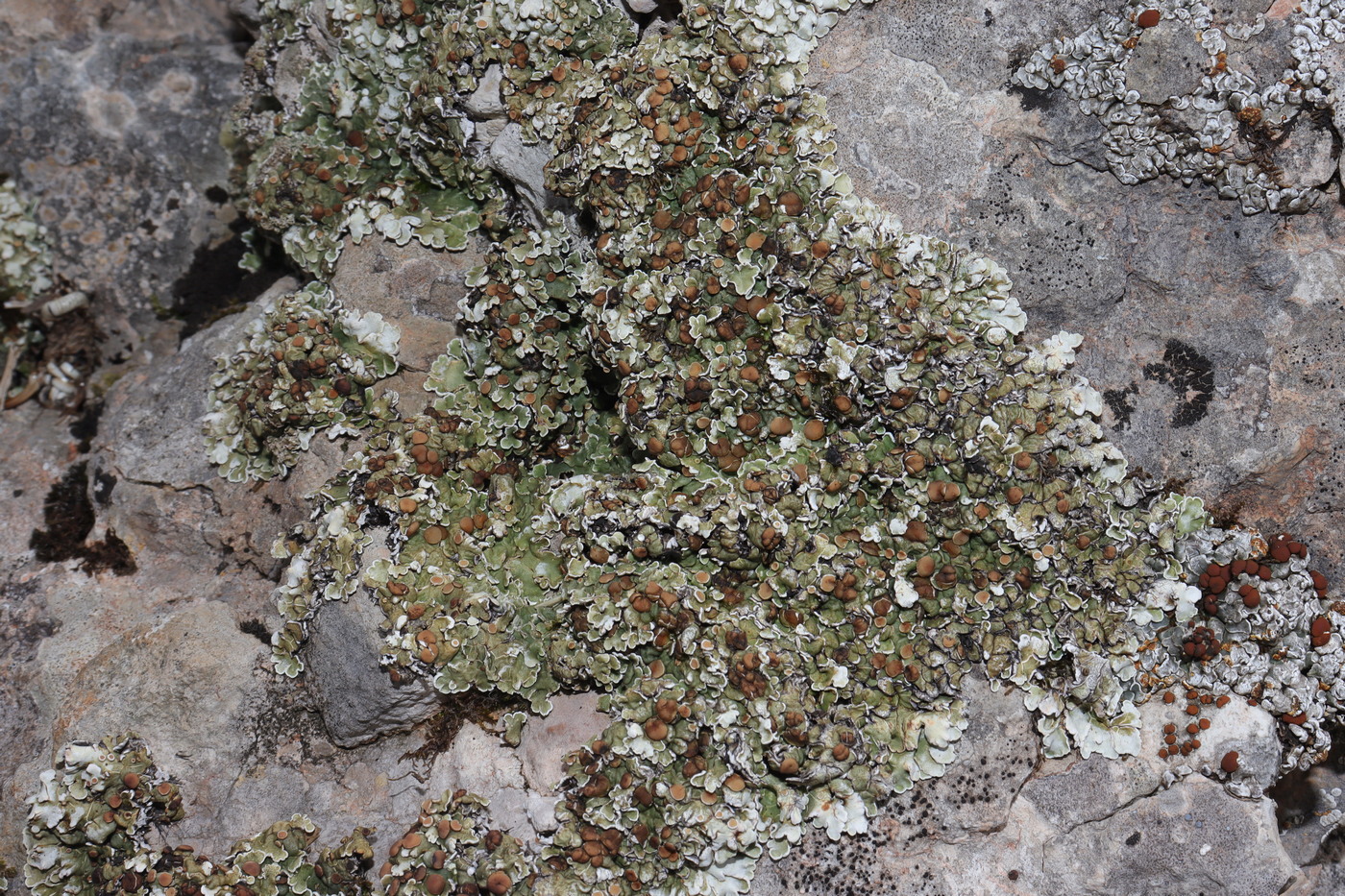 Image of Squamarina cartilaginea specimen.