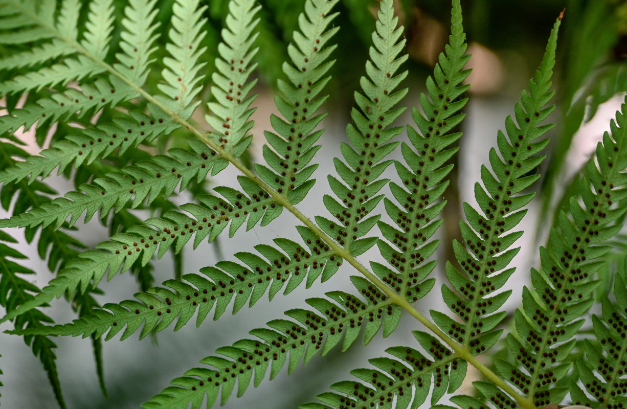 Изображение особи Cyathea cooperi.